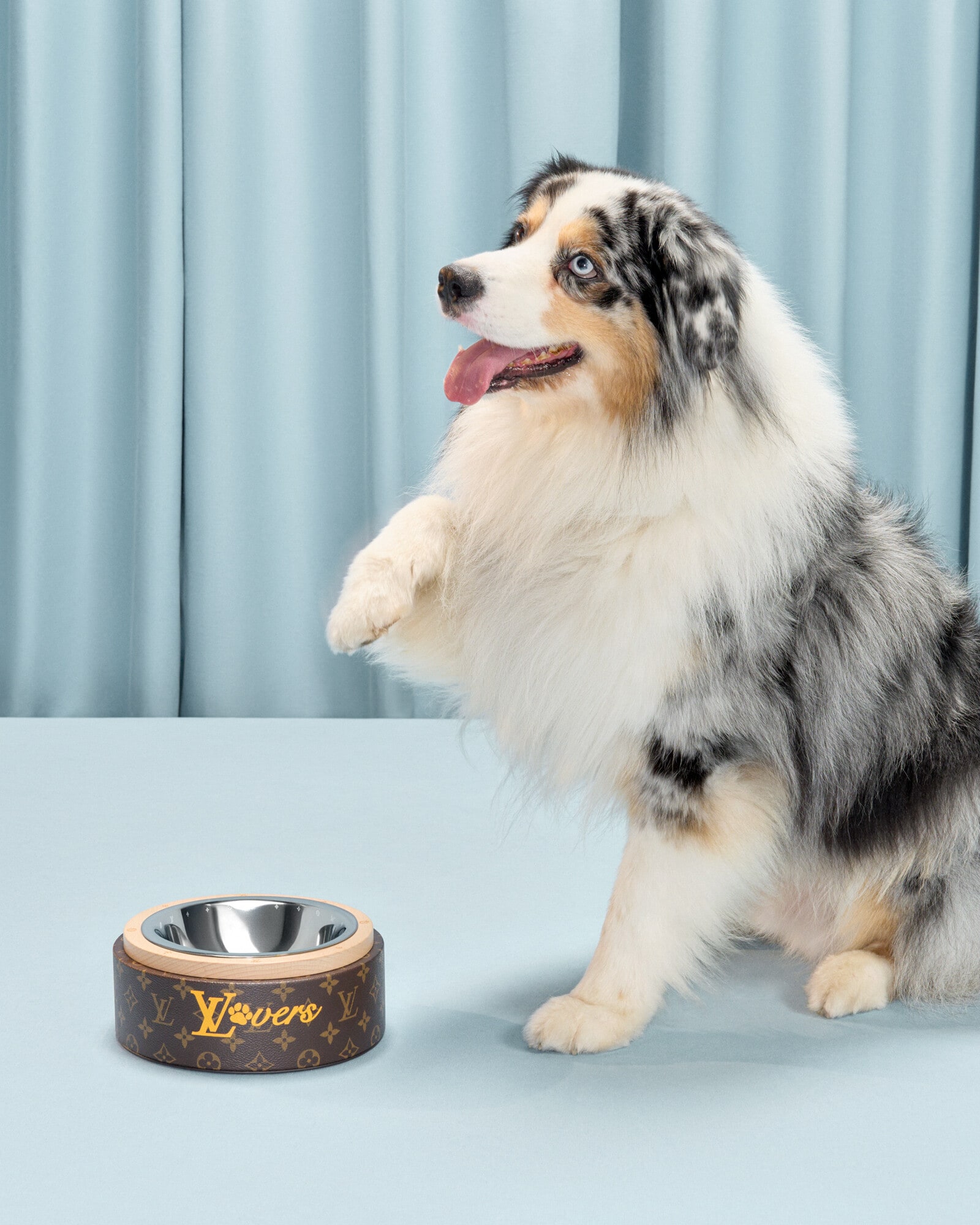 For Pets New LOUIS VUITTON